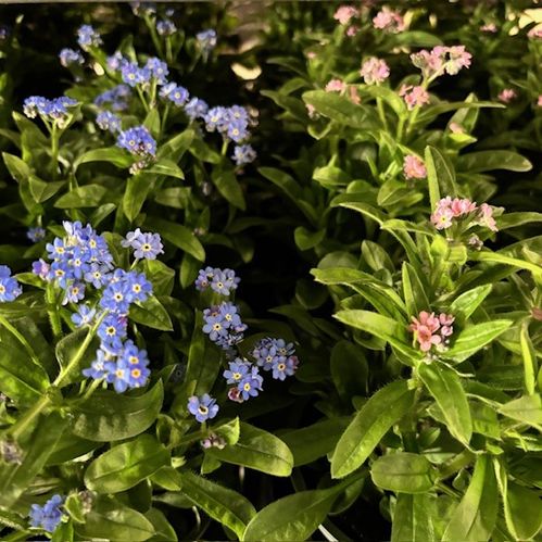 MYOSOTIS MIX 11CM x10