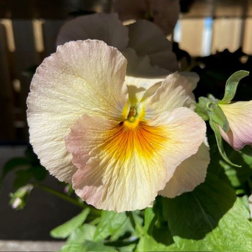PENSEE PEACH SHADES APRIKOS x18