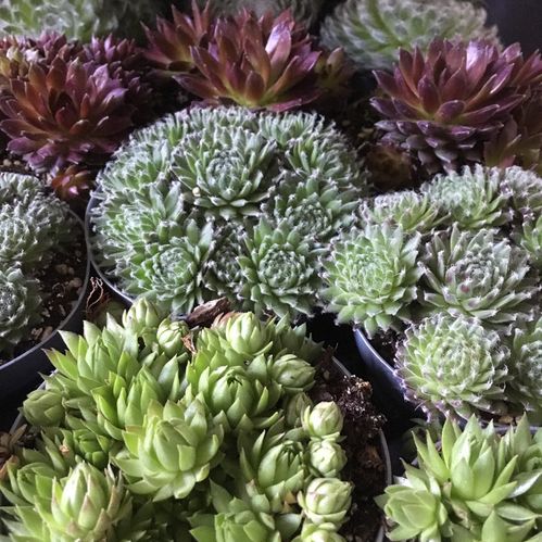 SEMPERVIVUM MIX K:9CM x18