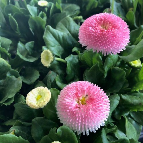 BELLIS MÖRKROSA/CERIS K:10,5CM x12