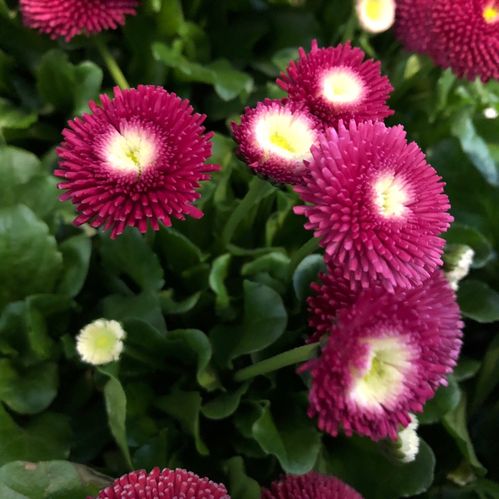 BELLIS RÖD K:11CM x12