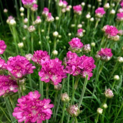 ARMERIA ROSA K:13CM x8
