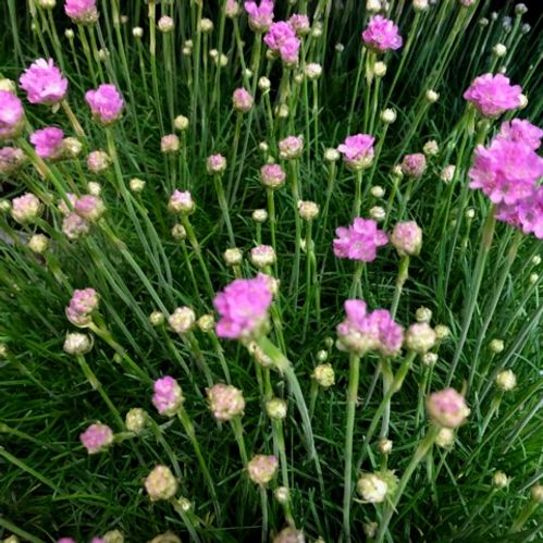 ARMERIA ROSA K:12CM x10