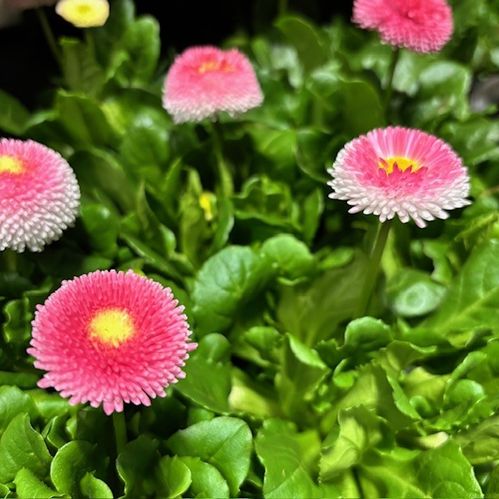 BELLIS MIX K:9CM x12