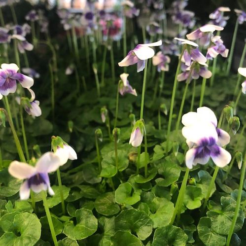 VIOLA HEDERACEA x15