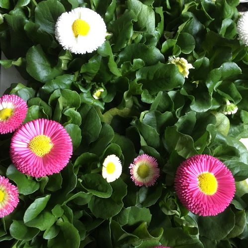 BELLIS MIX K:11CM x10
