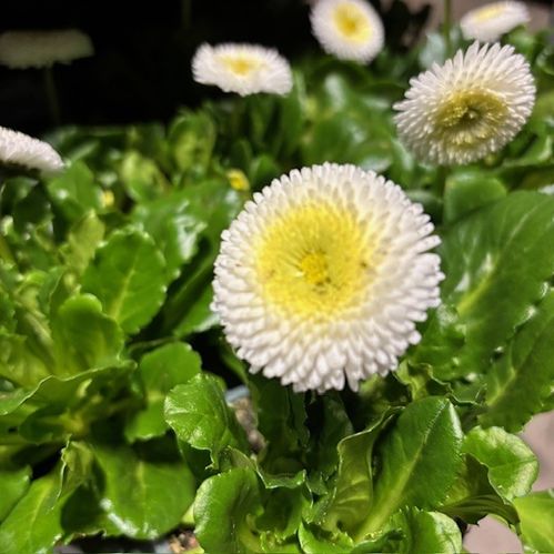 BELLIS VIT K:9CM x12