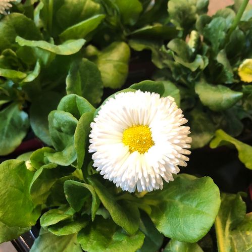 BELLIS VIT K:10,5CM x12