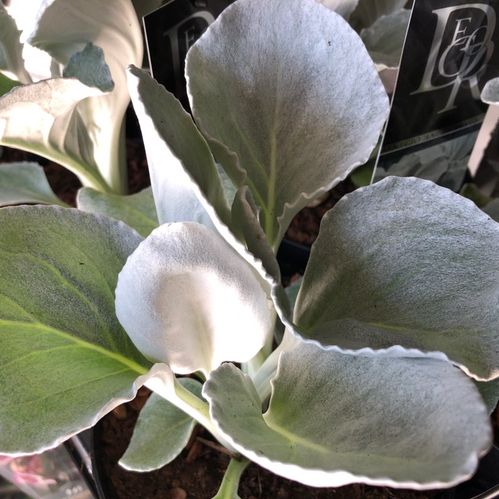 SENECIO ANGEL WINGS K:17CM x6