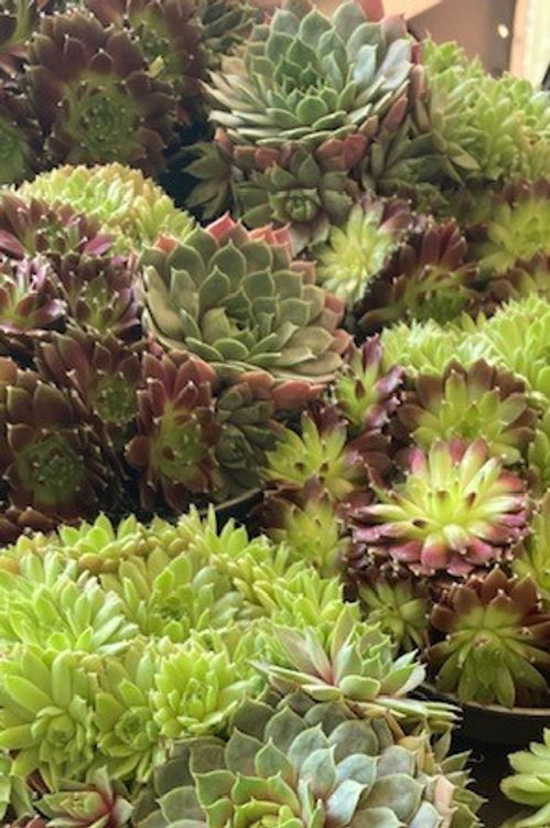 SEMPERVIVUM MIXKRUKA K:14CM x6