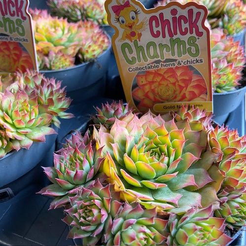SEMPERVIVUM GOLD NUGGET K:11CM x8