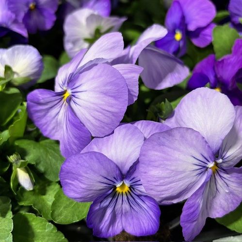 PENSEE LAVENDER SHADES PREMIUM K:10,5CM x15