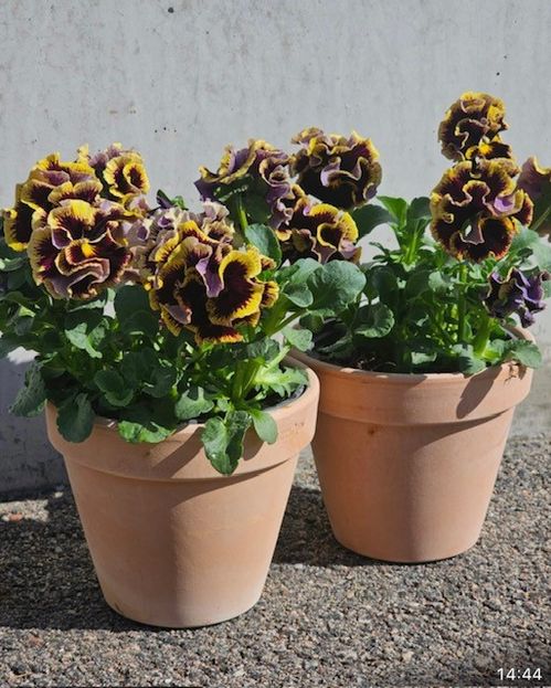 PENSEE RUFFLES DARK HEART 12CM x8