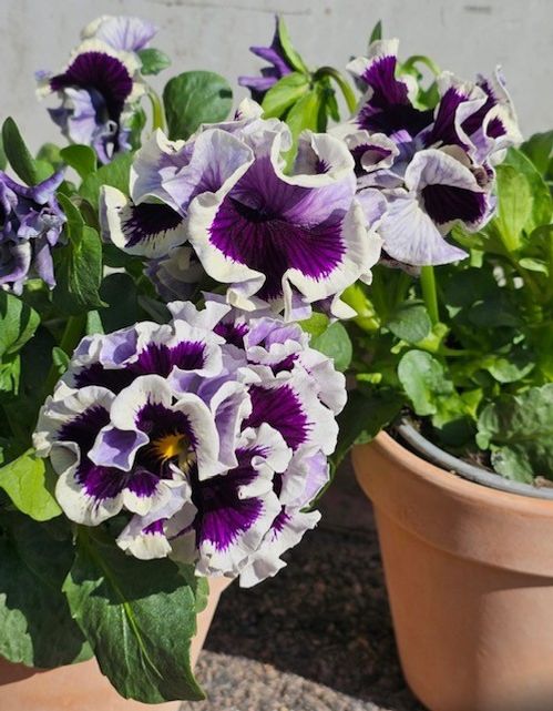 PENSEE RUFFLES PURPLE WHITE 12CM x8