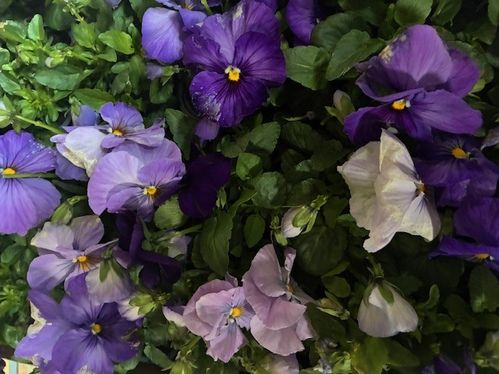 PENSEE LAVENDER SHADES PREMIUM K:8,5CM x24