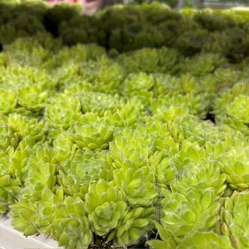 SEMPERVIVUM VENICE K:8CM x16