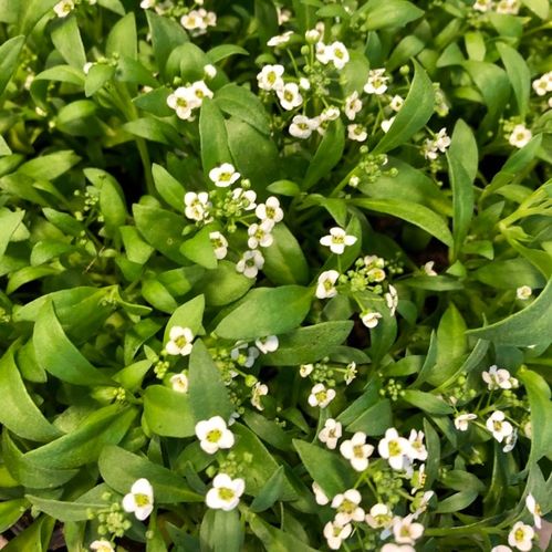 ALYSSUM x24