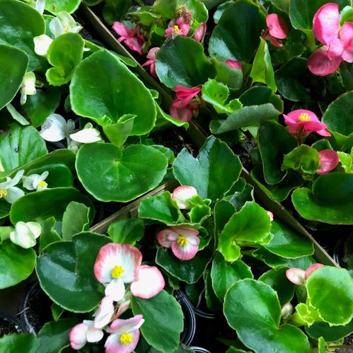 ISBEGONIA K:9CM x18