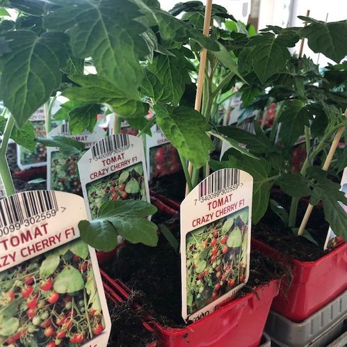 TOMATPLANTA x10