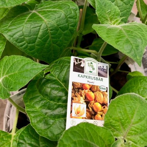 PHYSALIS I KRUKA x10