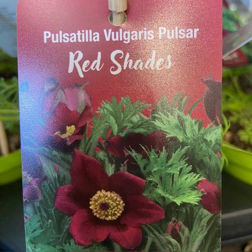 PULSATILLA VULGARIS K:12CM x10