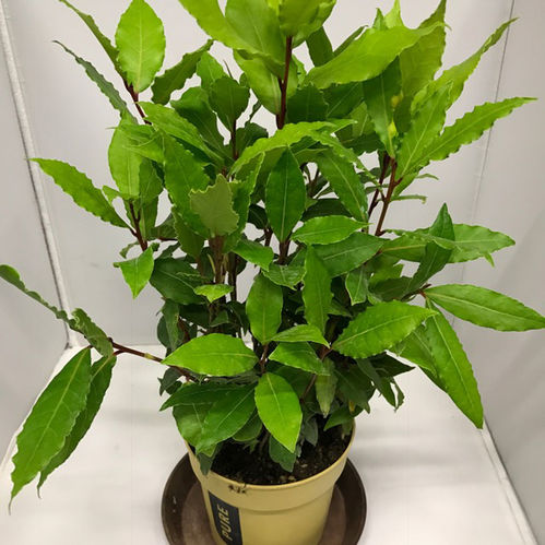 LAGERBLAD LAURUS K:12CM x10