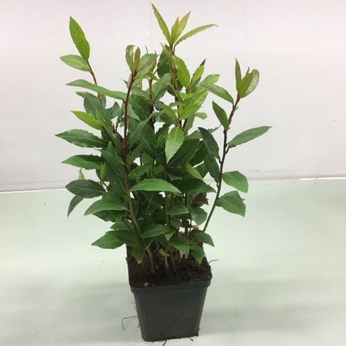 LAGERBLAD LAURUS K:9CM x12