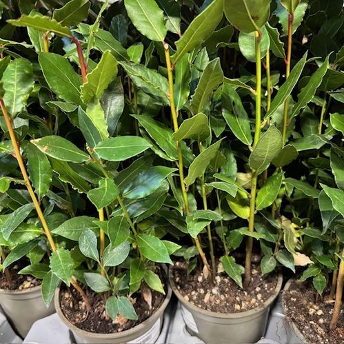LAGERBLAD LAURUS K:14CM x8