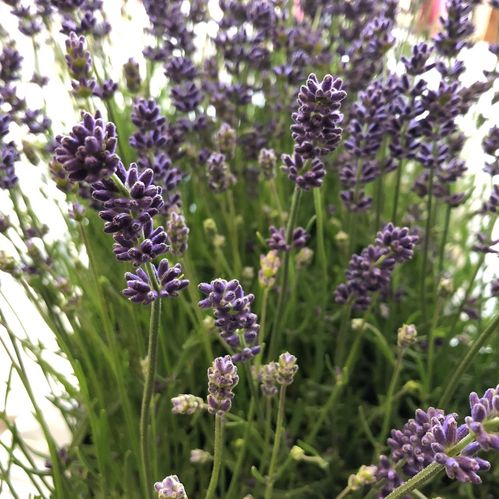 LAVANDULA BLÅ/LILA DK K:11 x14