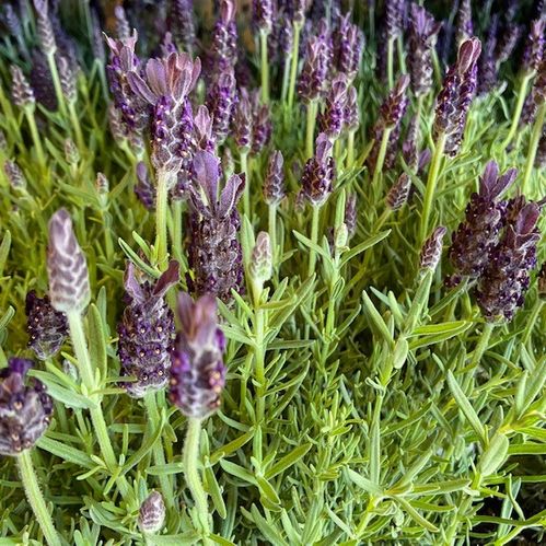 LAVANDULA ANOUK M BLOM K:15CM x6