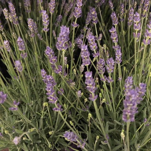 LAVANDULA ANGUSTIFOLIA K:14CM x8