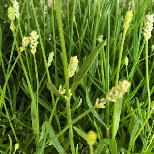 LAVANDULA ANG./AROMA VITA K:13CM x8