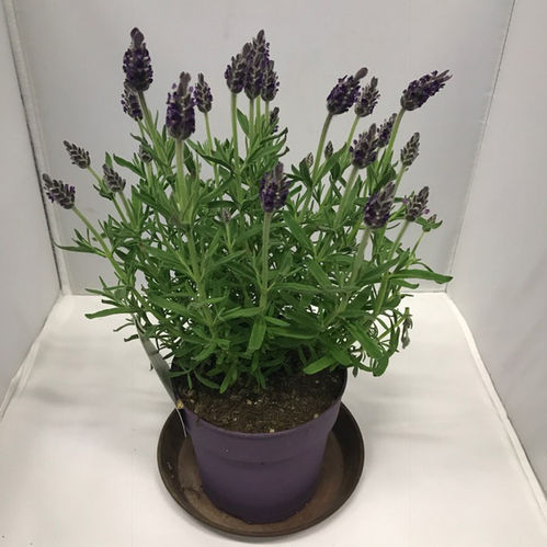 LAVANDULA STOECHAS/ANOUK K:12CM x15