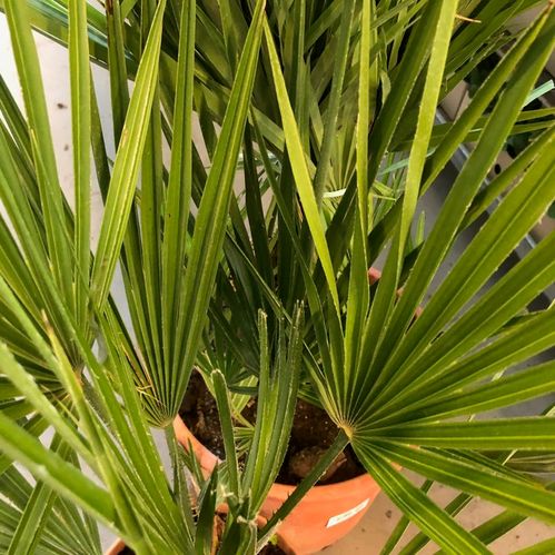 PALM CHAMAEROPS HUMILIS K:19CM H:55-65CM