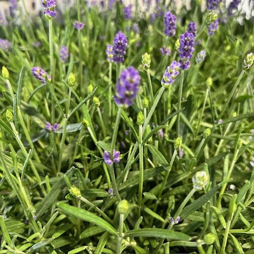 LAVANDULA HIDCOTE BLUE/ESSENCE P.x7