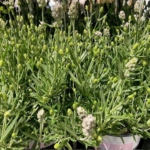 LAVANDULA AGUSTIFOLIA ROSEA K:12CM x8