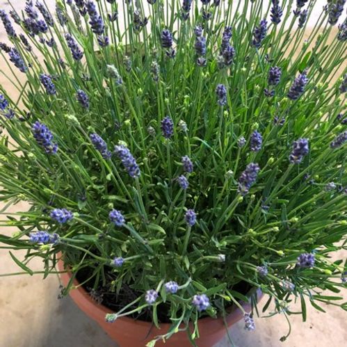 LAVANDULA ESSENCE PURPLE K:23CM