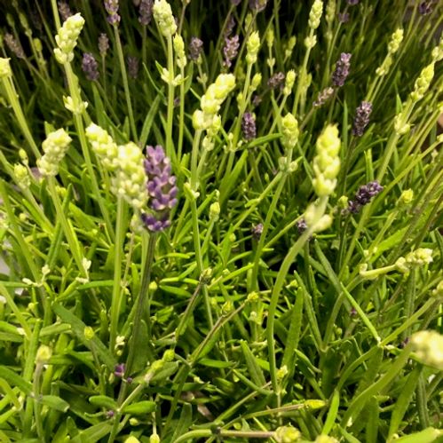 LAVANDULA TWIN K:12CM x8