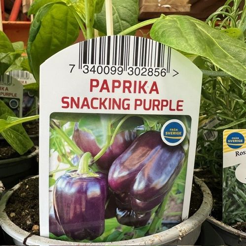 PAPRIKA SV x10