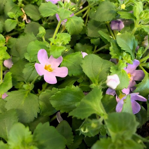 BACOPA BLÅ x15