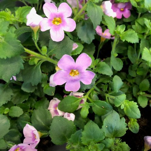 BACOPA ROSA x15