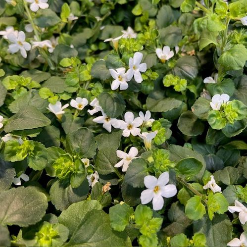 BACOPA VIT x15