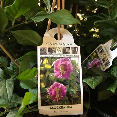 COBEA SCANDENS PYRAMID K:13CM x8
