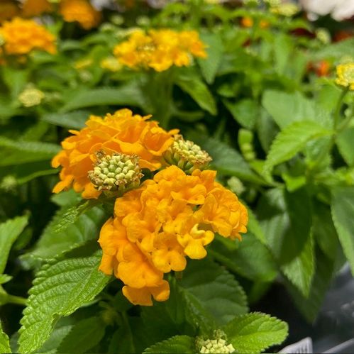 LANTANA GUL/ORANGE DK K:12CM x8