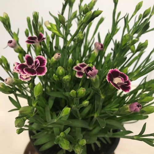DIANTHUS PINK KISSES DK K:11CM x14