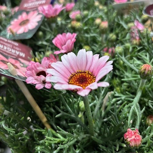 RHODANTHEMUM MAROCKANSK MARG.PINK x8