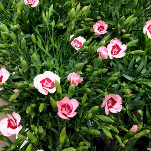 DIANTHUS PEACH PARTY K:10CM x15