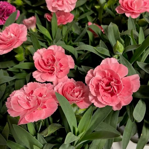 DIANTHUS OSCAR MIX K:12CM x8