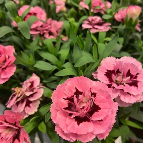 DIANTHUS OSCAR PINK & PURPLE K:10CM x15