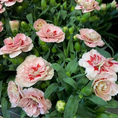 DIANTHUS OSCAR PURPLE STAR K:10CM x15
